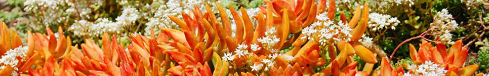 wide succulents